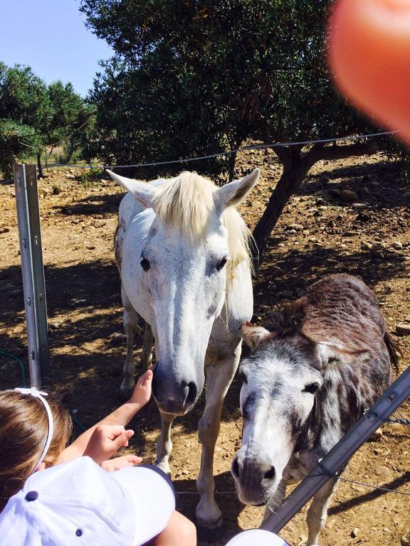 Farm stay Fattoria Manostalla Chiarelli
